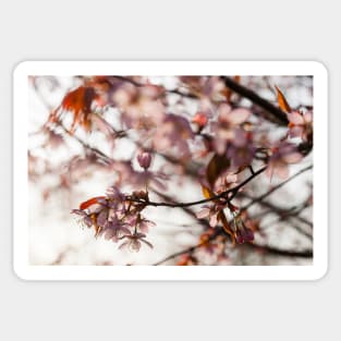 Cherry Blossom Sticker